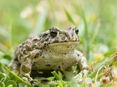 European Green Toad