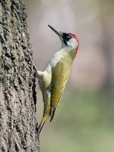 Green Woodpecker
