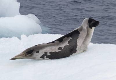 Harp Seal