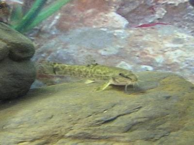 Stone loach