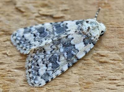 Marbled Beauty