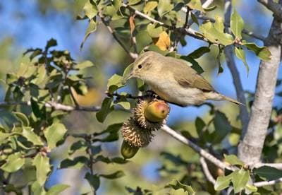Chiffchaff