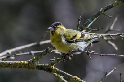 Eurasian Siskin