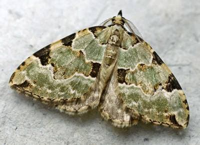 Green Carpet