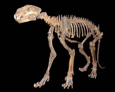 Cave Lion