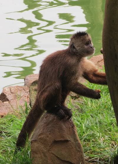 Guinan Weeper Capuchin