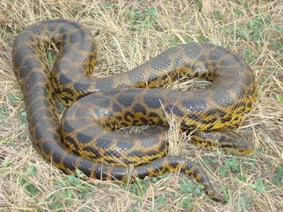 Yellow Anaconda