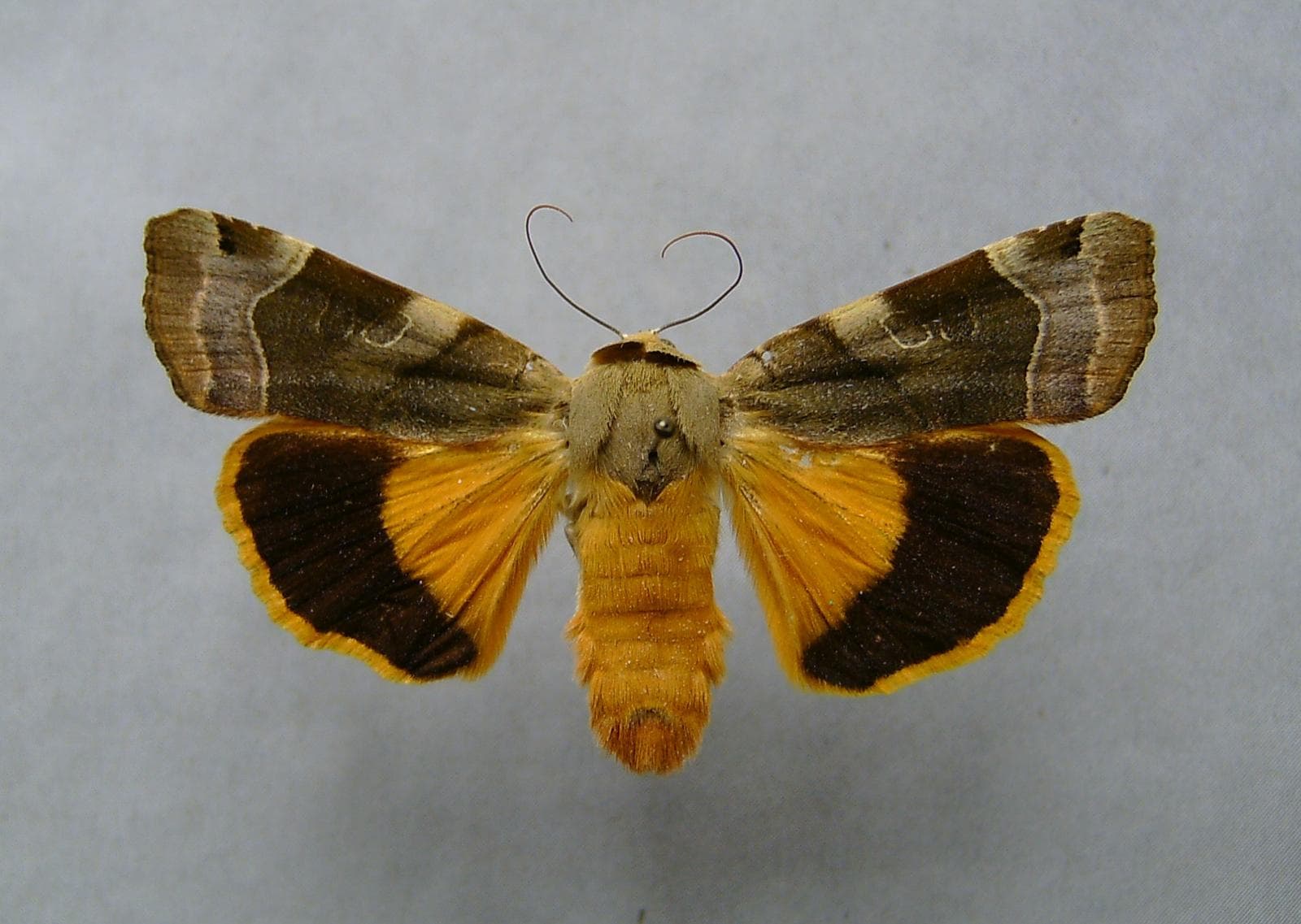 Broad-Bordered Yellow Underwing — 2/3