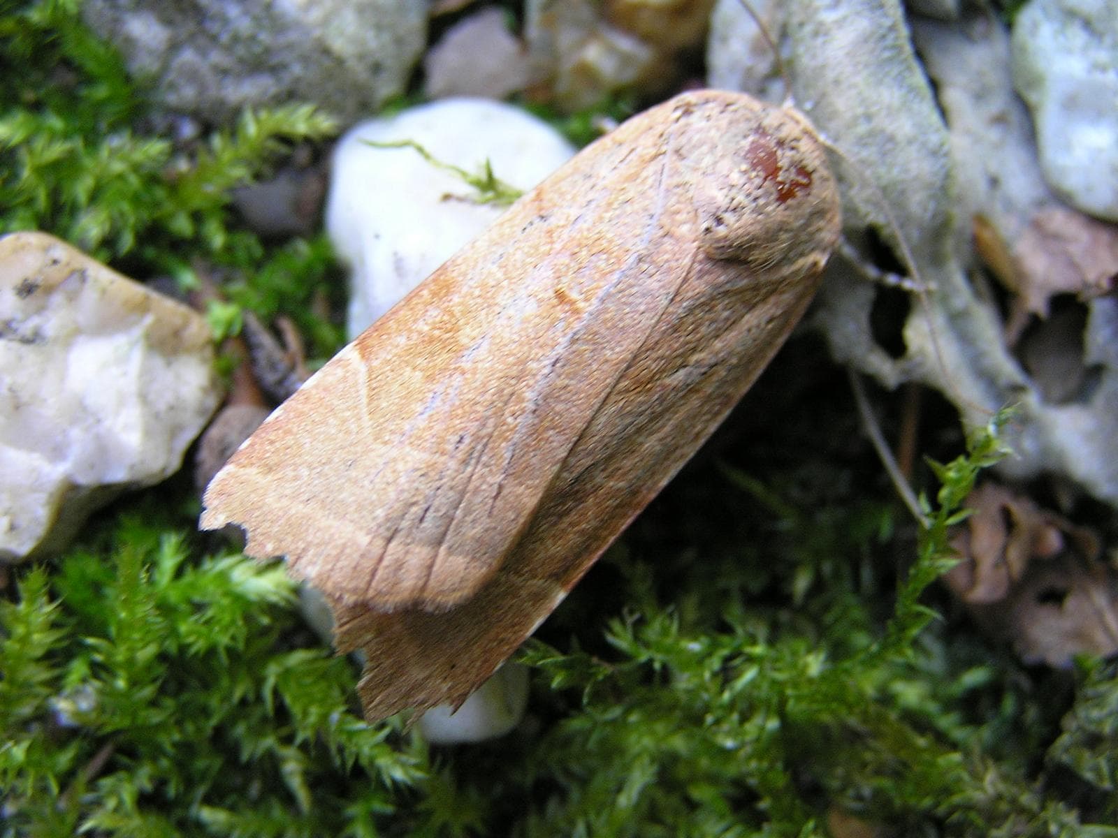 Broad-Bordered Yellow Underwing — 1/3