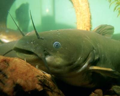 Yellow Bullhead