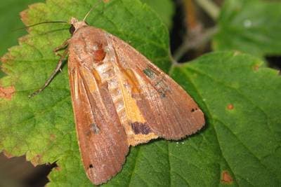 Large Yellow Underwing