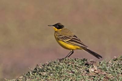 Yellow Wagtail
