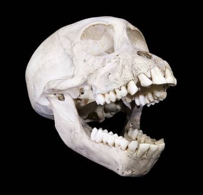 Yellow Baboon