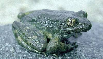 Yellow-legged Frog