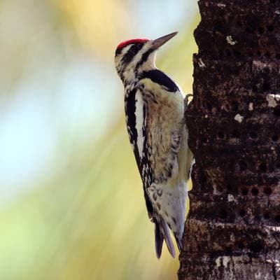 Yellow-bellied Sapsucker