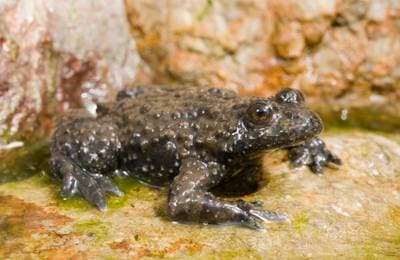 Yellow-bellied Toad