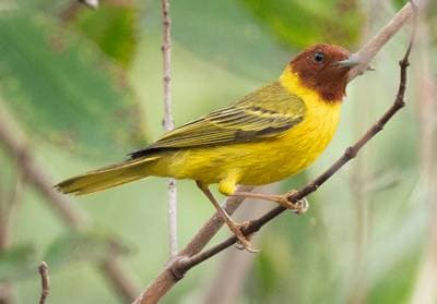 Yellow Warbler