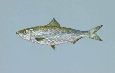 Skipjack Herring
