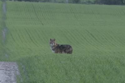 Golden Jackal