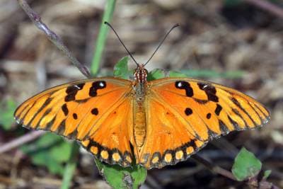 Gulf Fritillary