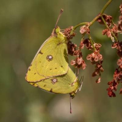 Clouded Yellow