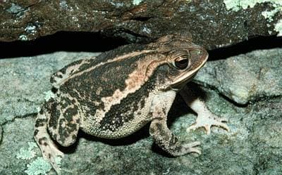 Gulf Coast Toad
