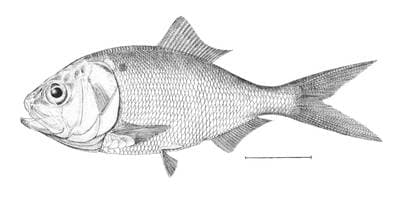 Gulf menhaden