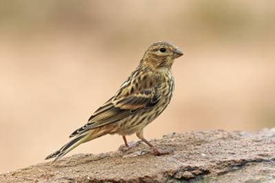 European Serin