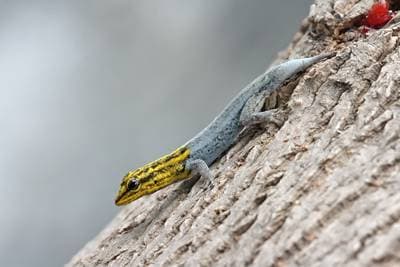 Yellow-Headed Gecko