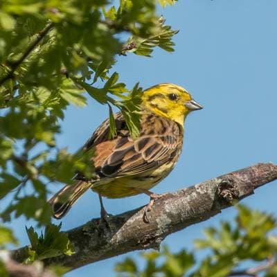 Yellowhammer