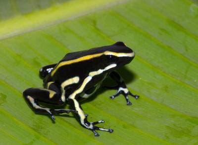 Yellow-striped Poison Frog