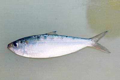 Goldstripe sardinella