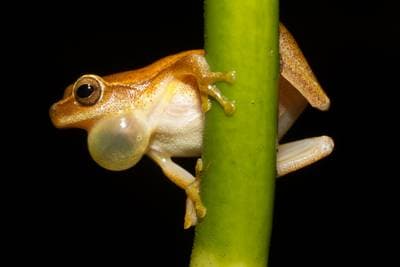 Yellow Treefrog