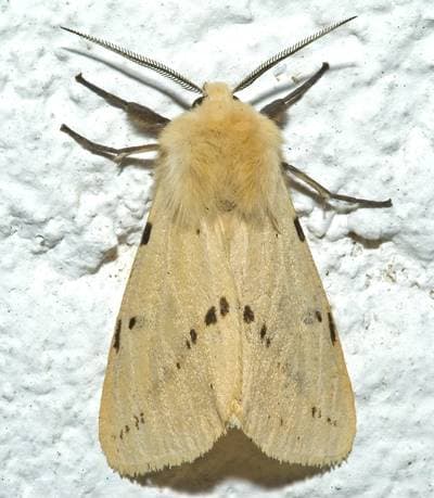 Buff Ermine