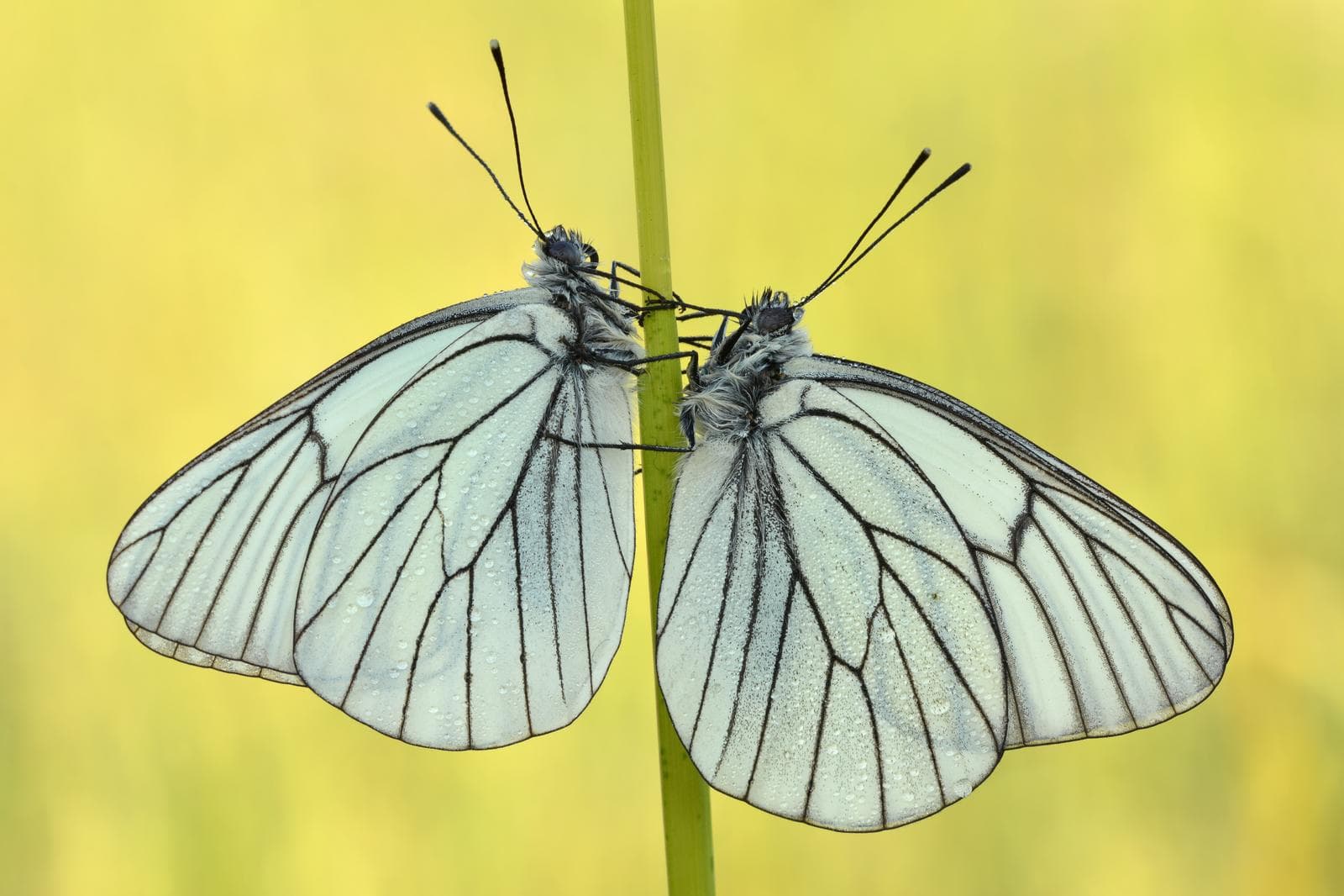 Black-Veined White — 3/3