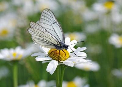 Black-Veined White