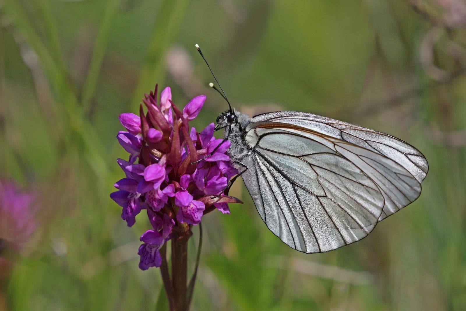 Black-Veined White — 2/3