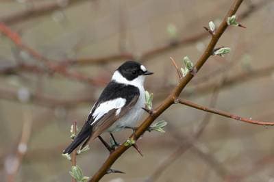Collared Flycatcher