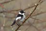Collared Flycatcher