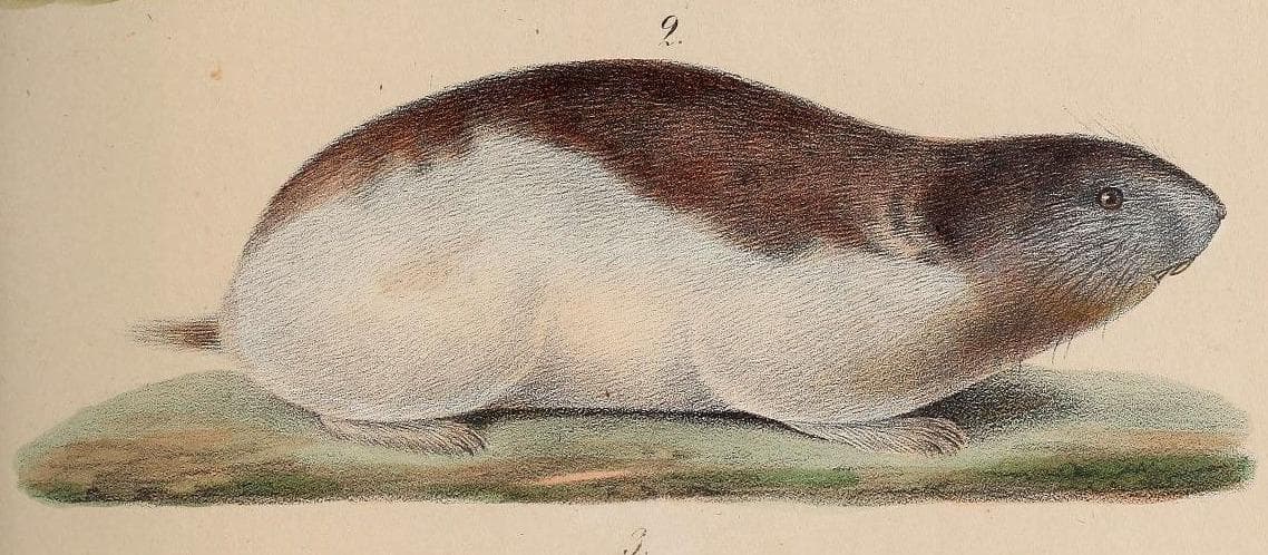 Arctic Lemming — 1/3