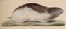 Arctic Lemming