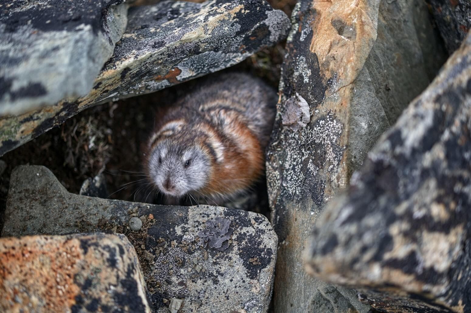 Arctic Lemming — 2/3