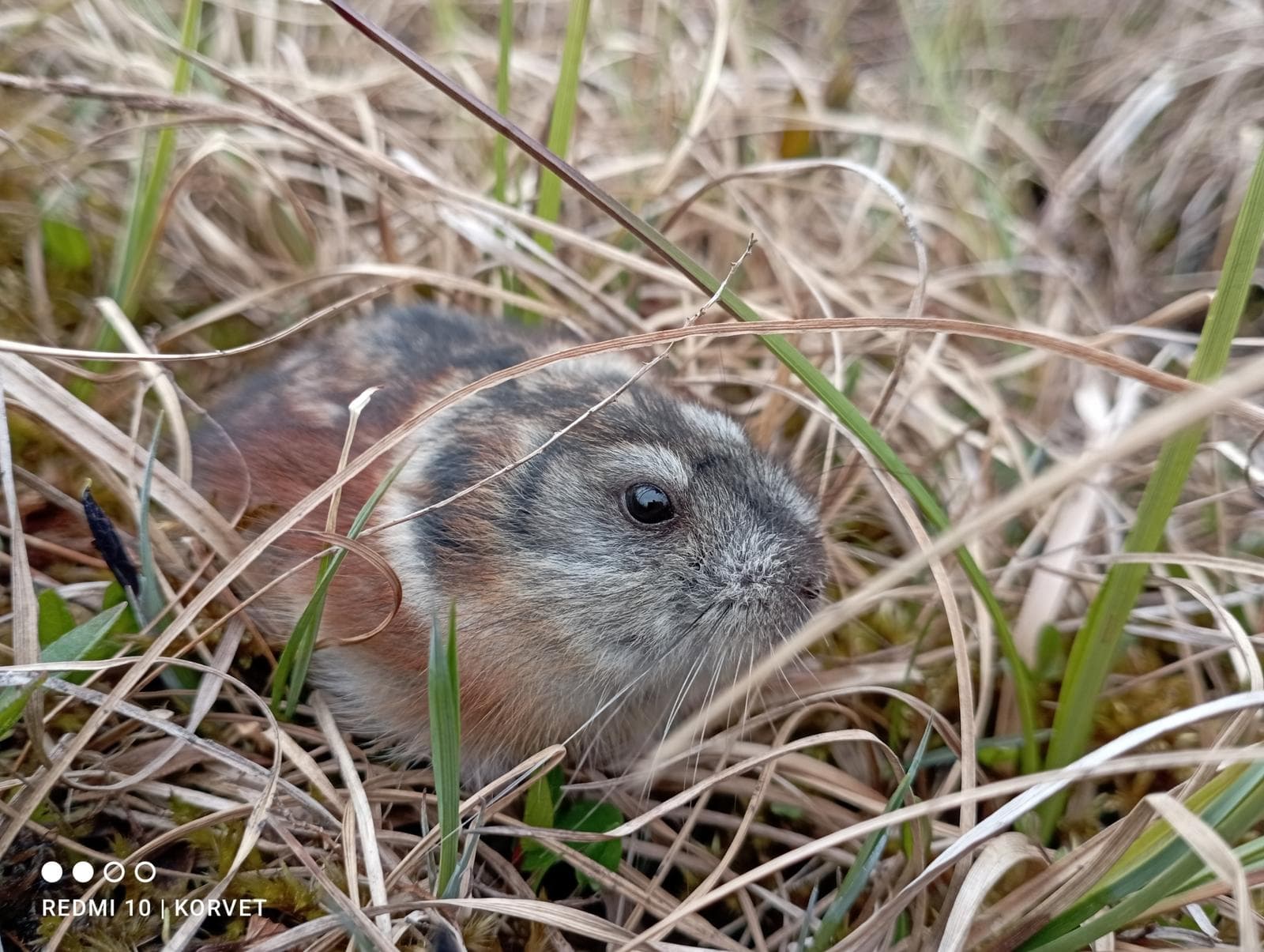 Arctic Lemming — 3/3