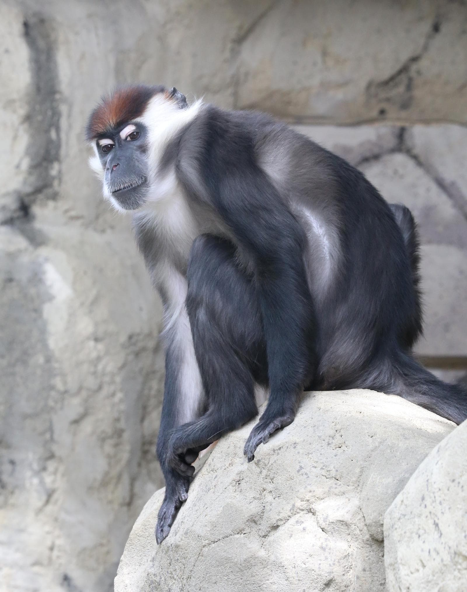 Collared Mangabey — 1/3