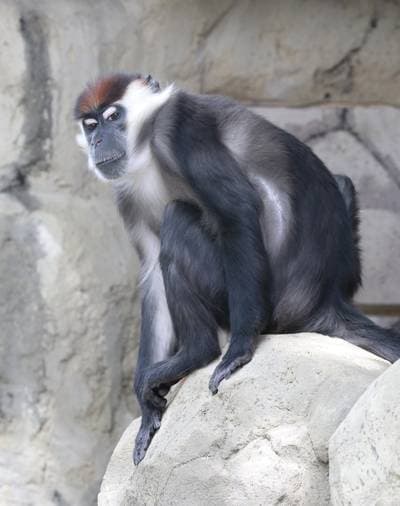Collared Mangabey