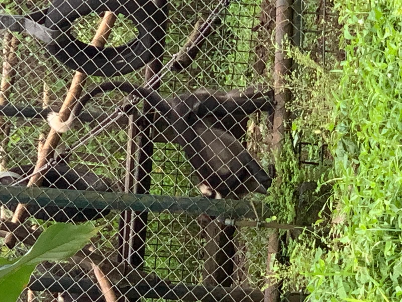 Collared Mangabey — 2/3