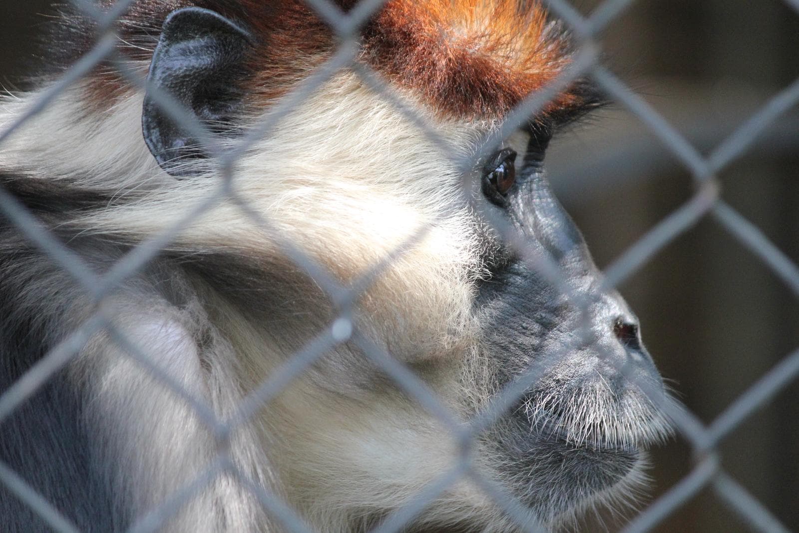 Collared Mangabey — 3/3