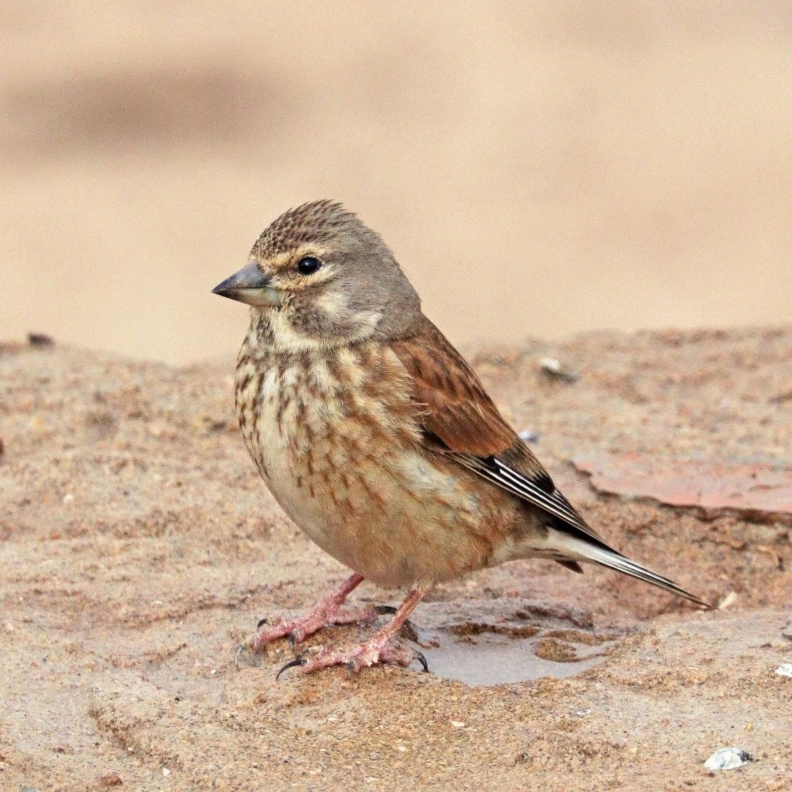 Linnet — 2/3