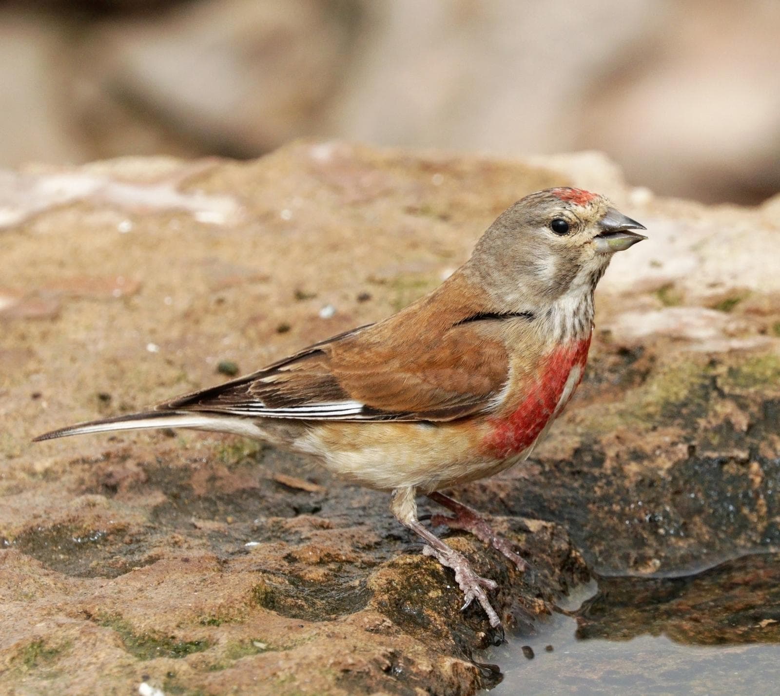 Linnet — 3/3