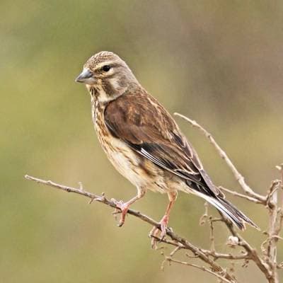 Linnet